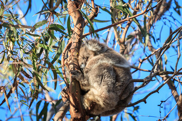 Mother Koala Embracing Her Joey on a Tree Branch, Raymond Island, Australia