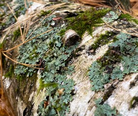 Moss on birch tree in the forest