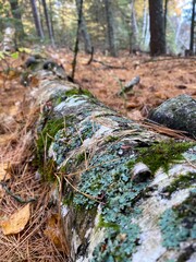 Moss on birch tree in the forest