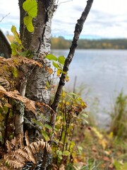 Moss on birch tree in the forest by the lake