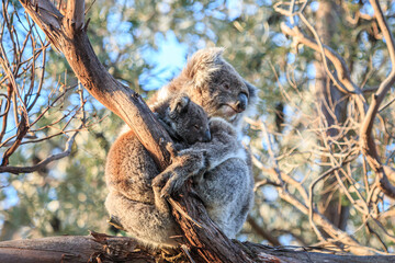 Mother Koala Embracing Her Joey on a Tree Branch, Raymond Island, Australia
