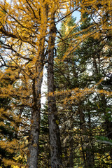 Fototapeta premium Close up of Larches near Banff, Alberta, Canada on a fall day.