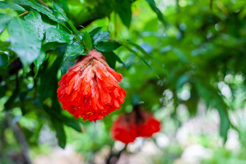 red flower in the garden