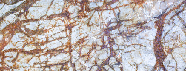 branches of a birch