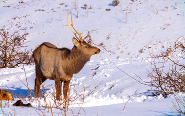 Deer in the mountains looking for food in the snow. Winter landscape with wild animals. A herd of deer on the mountain slopes.