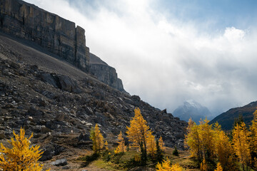 Photos of golden larches on Skoki Loop hike around Skoki Lodge. Includes views of the trail, mountains and lakes around the trail. Skoki Lodge is near Lake Louise, Alberta, Canada.