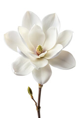 Obraz premium magnolia flower isolated on transparent background