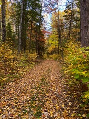Fall forest landscape in northern Minnesota