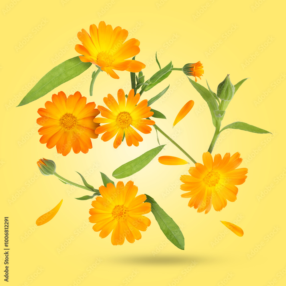 Poster Calendula flowers and leaves falling on golden background