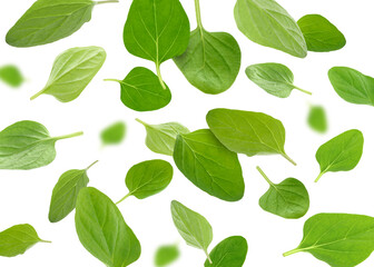 Fresh oregano leaves in air on white background