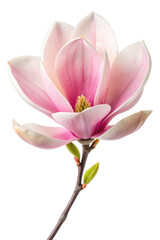 Fototapeta premium magnolia flower isolated on transparent background