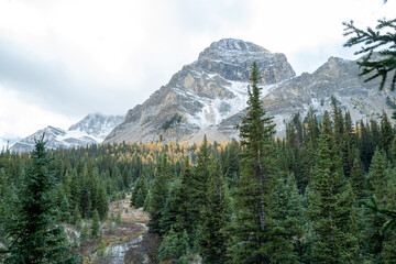 Photos of golden larches on Skoki Loop hike around Skoki Lodge. Includes views of the trail, mountains and lakes around the trail. Skoki Lodge is near Lake Louise, Alberta, Canada.