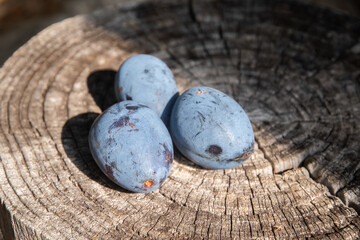 Ripe blue plums on the wooden stump in the garden closeup