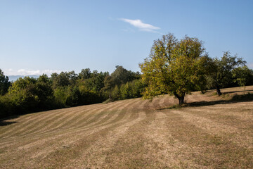 Autumn landscape with trees and meadow on a clear sunny day