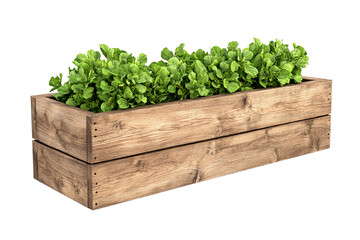 Wooden planter box filled with fresh green lettuce leaves, white isolate background. transparent background