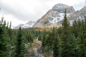 Photos of golden larches on Skoki Loop hike around Skoki Lodge. Includes views of the trail,...