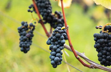 Fototapeta premium Hanging blue grapes. Pinot Noir vines, Assmannshausen, Rheingau wine-growing region in Germany.