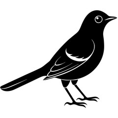 Nightingale silhouette vector illustration