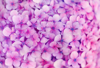 natural macro floral background with Hydrangea macrophylla, French hydrangea
