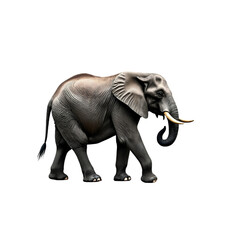 Obraz premium elephant ,isolated on white background , transparent png image