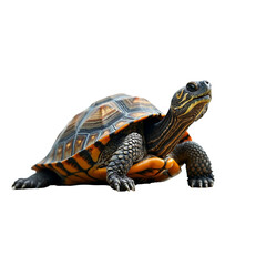 Obraz premium turtle ,isolated on white background , transparent png image