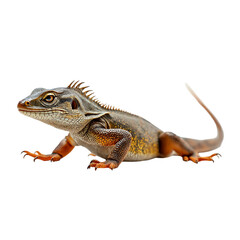 Obraz premium bearded dragon lizard ,isolated on white background , transparent png image