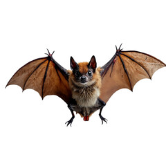 bat ,isolated on white background , transparent png image