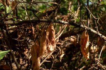 Branches with a dry autumn leaves in forest