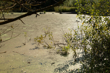 Dirty pond in the forest