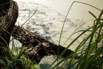 Dry tree in water of a green dirty pond