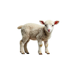 Fototapeta premium sheep ,isolated on white background , transparent png image
