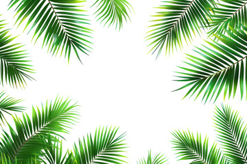 Obraz premium PNG Tropical palm tree leaves Frame