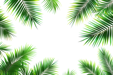 PNG Tropical palm tree leaves Frame