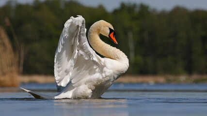 łabędź , swan © Marek Polak