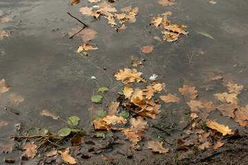 Autumn oak leaves in water