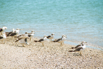 海辺で休むかもめ