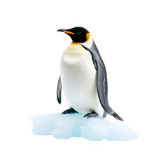 Fototapeta premium Penguin in the snow. Isolated on transparent background.