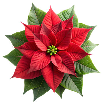 recommend clip art: Vibrant Red Poinsettia Flower with Green Leaves Top View, Isolated on White Transparent Background, PNG Element