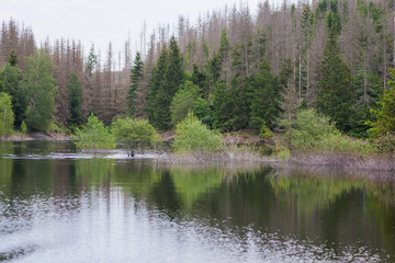 Harzer Natur am Stausee der Rappbodetalsperre