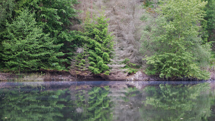 Harzer Natur am Stausee der Rappbodetalsperre