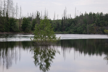 Harzer Natur am Stausee der Rappbodetalsperre