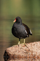 Common moorhen (Gallinula chloropus), also known as the waterhen or swamp chicken