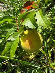 Unripe green peach fruit growing on a peach tree branch