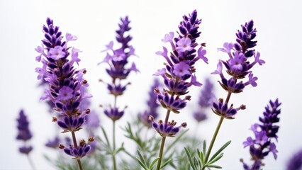 Naklejka premium A close-up of vibrant lavender flowers with delicate purple petals.