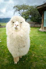 Portrait of a white alpaca in a grass field on a farm