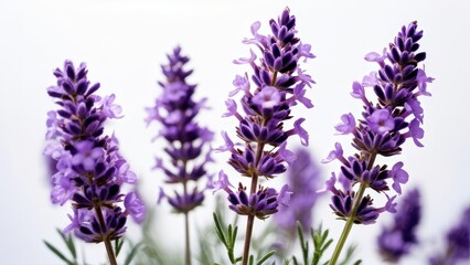 Obraz premium A close-up view of purple lavender flowers against a light background.