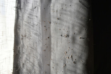 Old curtain. Pulls on curtains by cats. 
