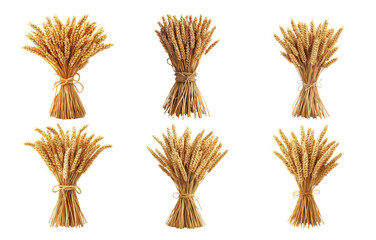 Wheat bundles collection golden stalks isolated on transparent background