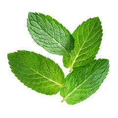 beautiful mint leaves falling on white background: Image for cutting or blending