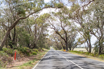 Scenic Roadway Lined with Tall Eucalyptus Trees